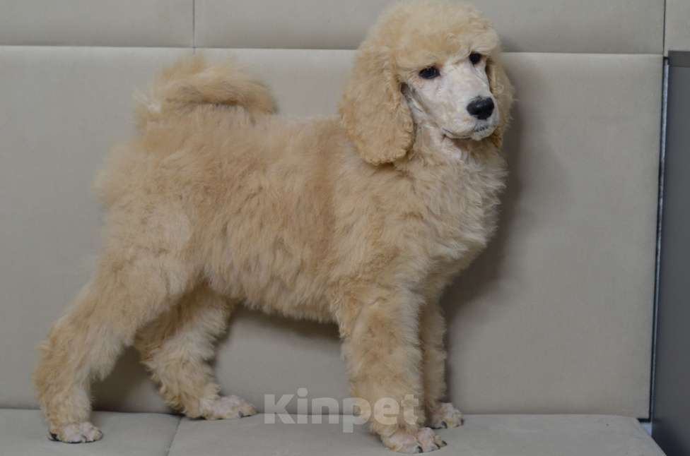 Собаки в Москве: Щенки королевского пуделя Мальчик, 65 000 руб. - фото 3