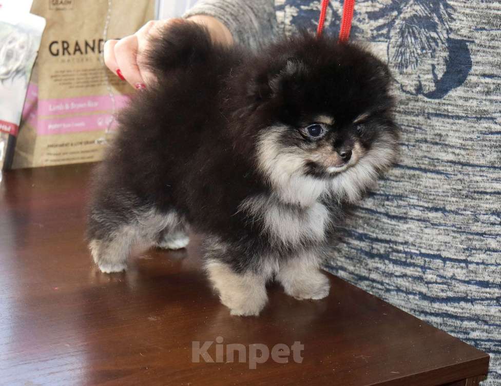 Собаки в Москве: кукольная ДЕВОЧКА из мраморной семейки Девочка, 75 000 руб. - фото 2