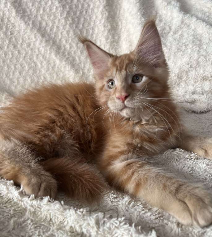 Кошки в Новосибирске: Породистые котята Мейн Кун  Мальчик, 25 000 руб. - фото 9