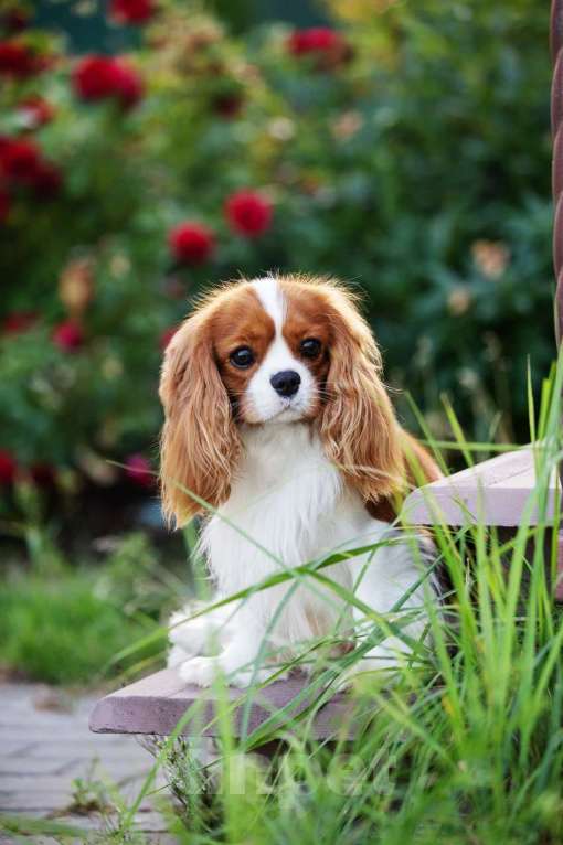 Собаки в Нижнем Новгороде: Шикарный кавалер на вязку Мальчик, 40 000 руб. - фото 9