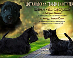 Собаки в Перми: Щенок скотч-терьера Девочка, 65 000 руб. - фото 2