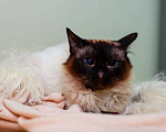 Кошки в Москве: Ласковая тайская кошка Сима в добрые руки Девочка, Бесплатно - фото 1