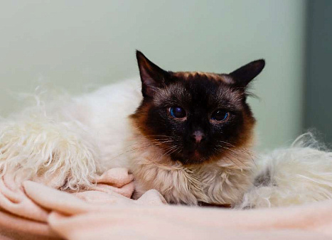 Объявление: Ласковая тайская кошка Сима в добрые руки, Бесплатно, Москва