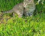 Кошки в Спасе-Клепике: Мальчик в дар Мальчик, Бесплатно - фото 4