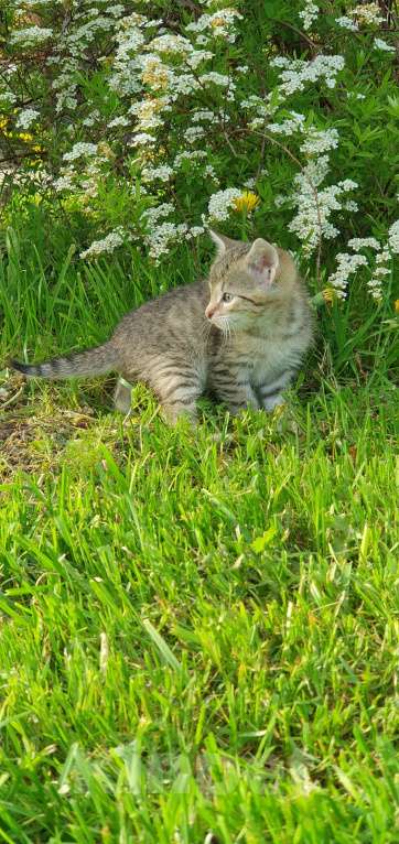 Кошки в Спасе-Клепике: Мальчик в дар Мальчик, Бесплатно - фото 4