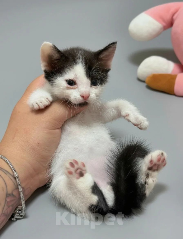 Кошки в Новочеркасске: Котенок в добрые руки Мальчик, Бесплатно - фото 2