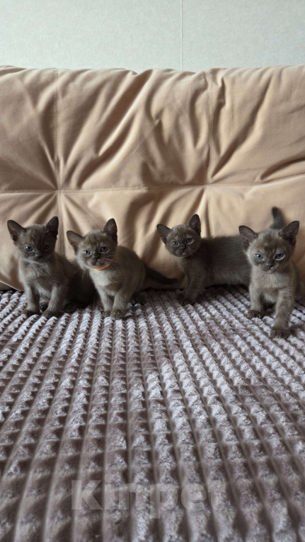 Кошки в других городах Ленинградской области: Бурманские котята Разнополые, 35 000 руб. - фото 4