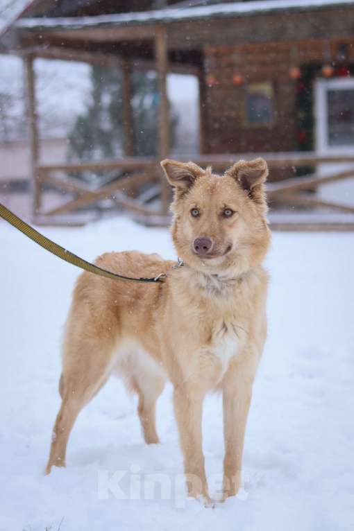 Собаки в Москве: Красавица Эмми ищет дом Девочка, Бесплатно - фото 2