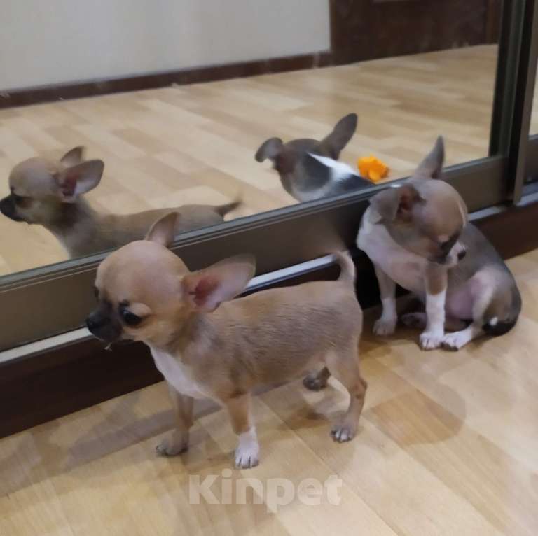 Собаки в Москве: Мини чихуахуа мальчик Мальчик, 45 000 руб. - фото 4