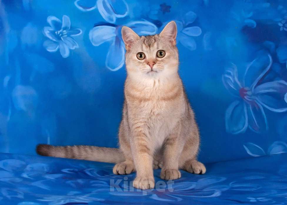 Кошки в Санкт-Петербурге: Шотландский котик Мальчик, 10 000 руб. - фото 2