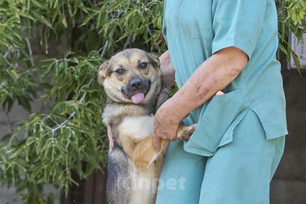 Собаки в Москве: Ода - заразит своей улыбкой Девочка, Бесплатно - фото 4