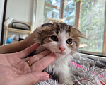 Кошки в Саратове: Котёнок  Мальчик, Бесплатно - фото 2