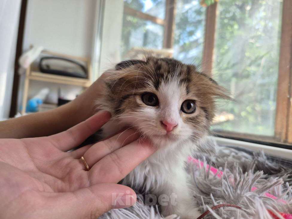 Кошки в Саратове: Котёнок  Мальчик, Бесплатно - фото 2