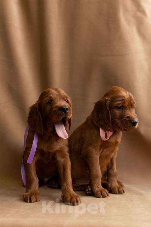 Собаки в Севастополе: Щенки ирландского красного сеттера Мальчик, 45 000 руб. - фото 8