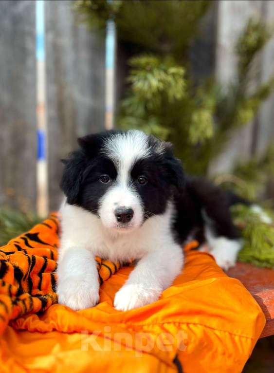 Собаки в других городах Алтайского края: Щенки Бордер Колли (д/ш). РКФ Мальчик, Бесплатно - фото 3