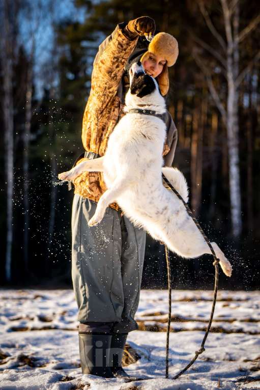 Собаки в Клине: Ласка — озорная попрыгунья Девочка, Бесплатно - фото 8