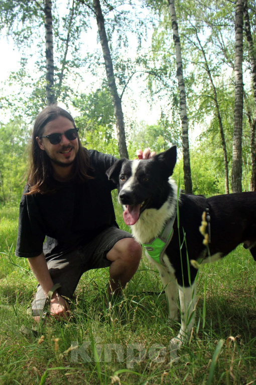 Собаки в Москве: Звездный мальчик Мальчик, Бесплатно - фото 9