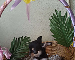Собаки в Голицыно: Мальчик чихуа хуа  Мальчик, 18 000 руб. - фото 2