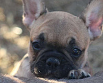 Собаки в Санкт-Петербурге: Щенки французского бульдога Разнополые, 60 000 руб. - фото 3