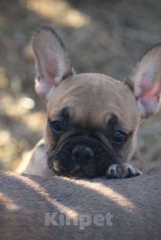 Собаки в Санкт-Петербурге: Щенки французского бульдога Разнополые, 60 000 руб. - фото 3