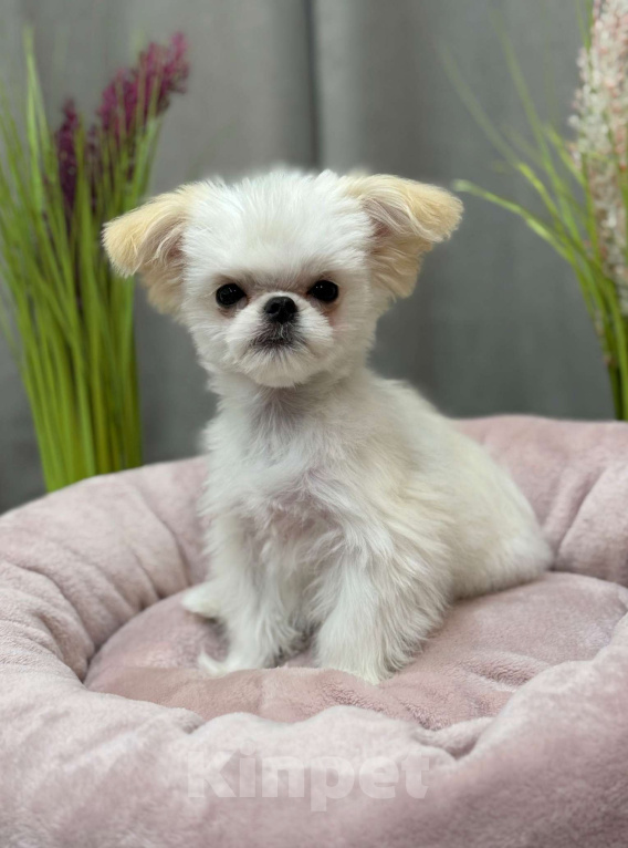 Собаки в Москве: Чакки.  Эксклюзивное микро. Мальчик, 150 000 руб. - фото 3