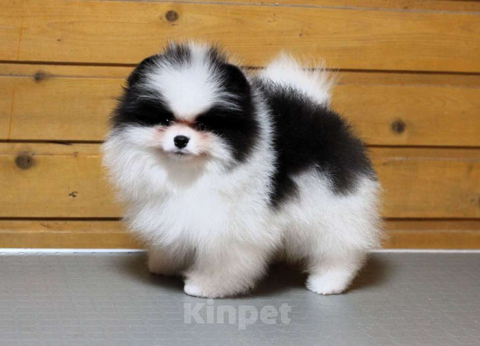 Собаки в Москве: Шикарный бело-черный мальчик Мальчик, Бесплатно - фото 4