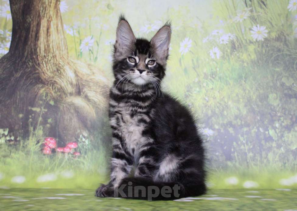 Кошки в Екатеринбурге: Котёнок мейн-кун Цезарь Мальчик Мальчик, 35 000 руб. - фото 6