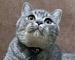Кошки в Люберцах: Британский котёнок  Мальчик, 25 000 руб. - фото 5