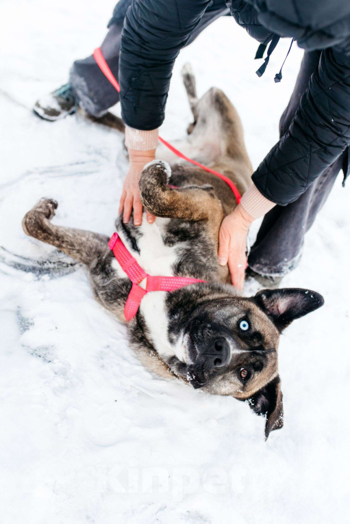 Собаки в Москве: Необычная девочка! Девочка, Бесплатно - фото 1