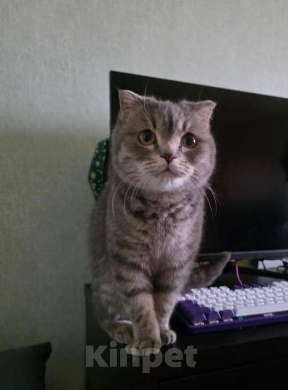 Кошки в Уфе: шотландская вислоухая кошка Девочка, Бесплатно - фото 1