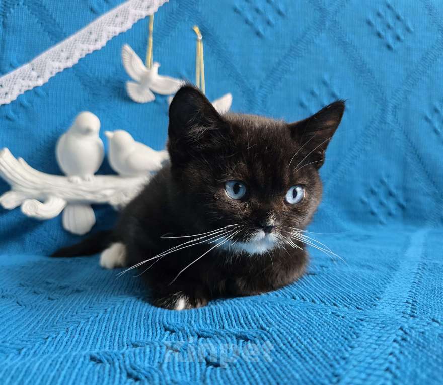 Кошки в Хабаровске: Британский мальчик дгг  Мальчик, 50 000 руб. - фото 4