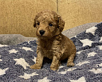 Собаки в Санкт-Петербурге: Мальчик той пуделя красный  Мальчик, Бесплатно - фото 1