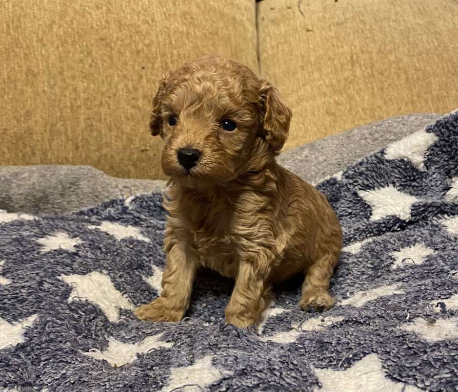 Собаки в Санкт-Петербурге: Мальчик той пуделя красный  Мальчик, Бесплатно - фото 1