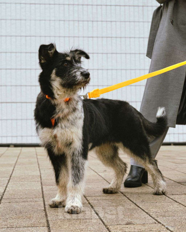 Собаки в Москве: Щенок в добрые руки  Девочка, Бесплатно - фото 2