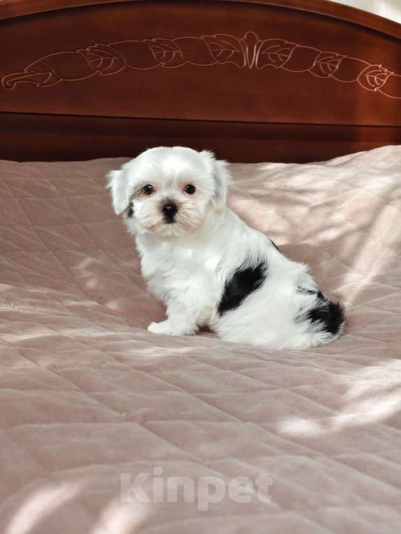 Собаки в Санкт-Петербурге: Орхидея Петербургская Разнополые, 40 000 руб. - фото 9