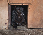 Собаки в Москве: Пумба Девочка, Бесплатно - фото 2