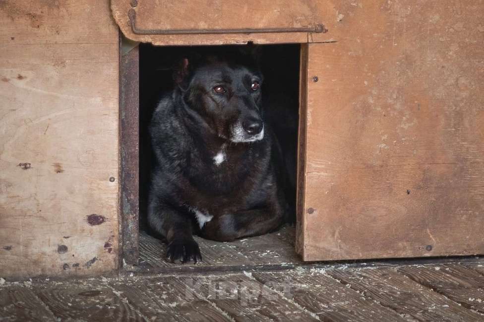 Собаки в Москве: Пумба Девочка, Бесплатно - фото 2