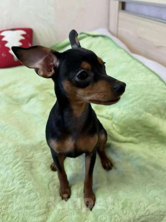 Собаки в Москве: Щенок пражский крысарик Девочка, 50 000 руб. - фото 4