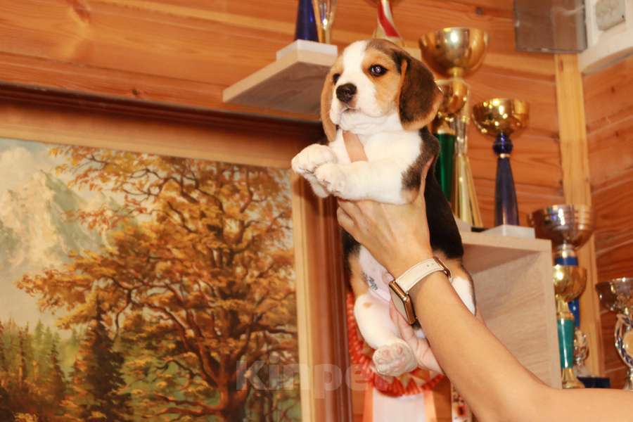 Собаки в Москве: щенки бигля из питомника  45-70тыс Мальчик, 60 000 руб. - фото 3