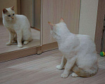 Кошки в Калязине: Тайский котик Лучик кастрирован, 2 руб. - фото 2