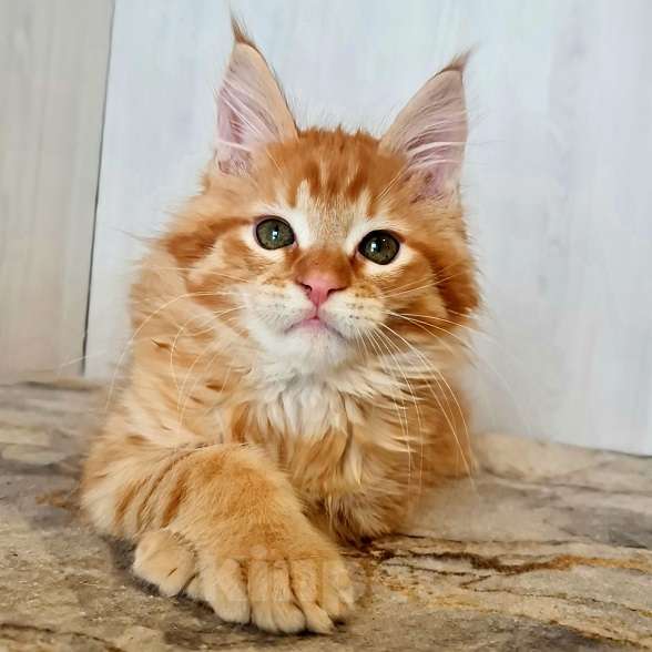 Кошки в других городах Ярославской области: Котята Мейн кун Мальчик, Бесплатно - фото 10