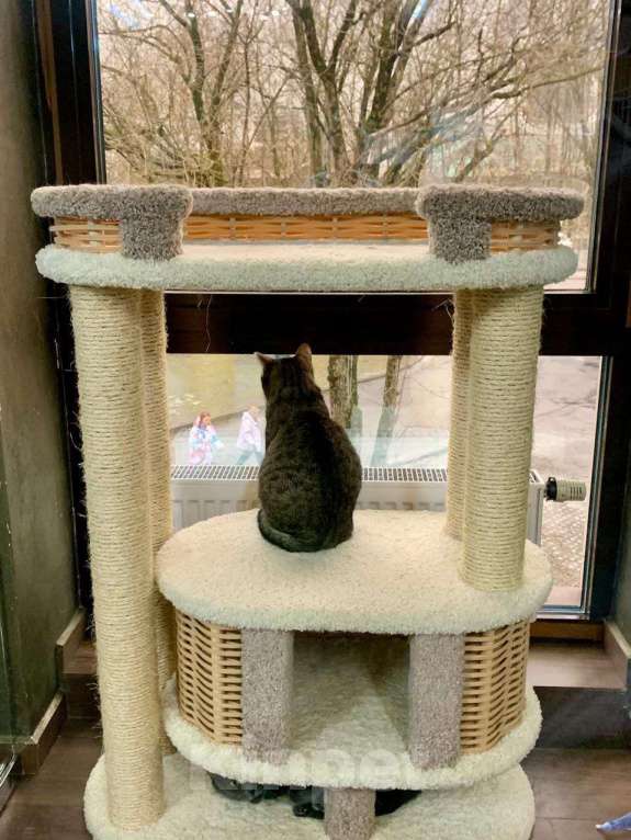 Кошки в Москве: Самая грустная кошка передержки Девочка, Бесплатно - фото 3