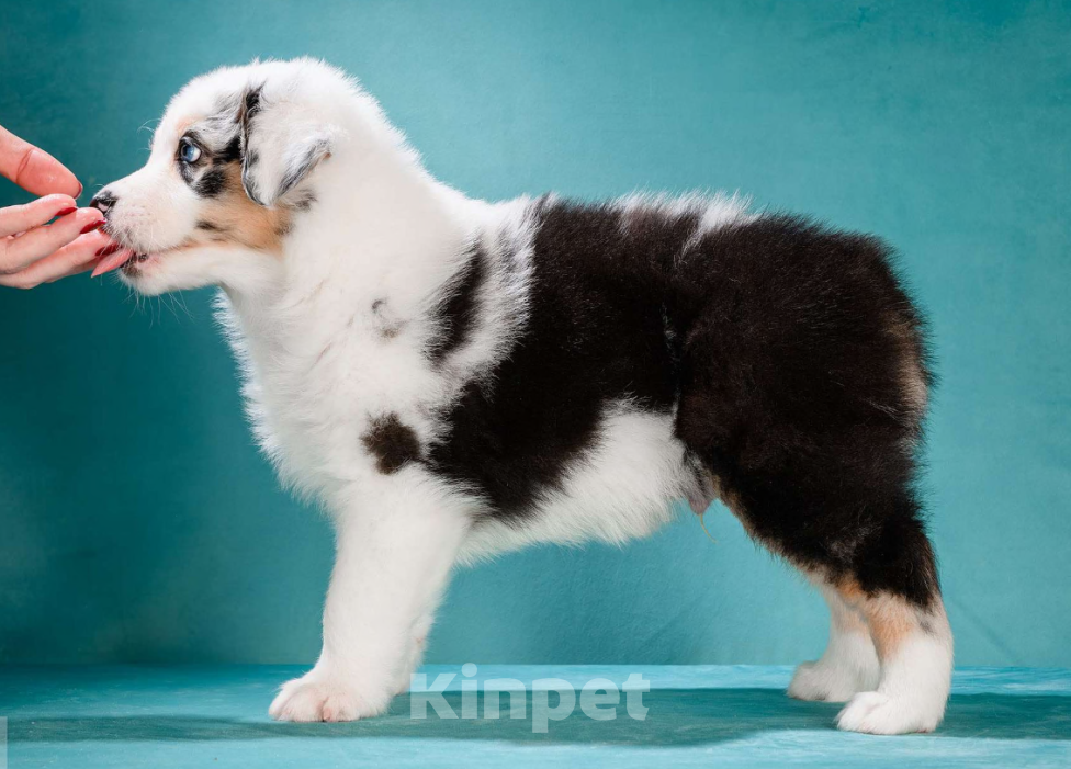 Собаки в других городах Московской области: Австралийская овчарка, аусси Мальчик, 150 000 руб. - фото 5