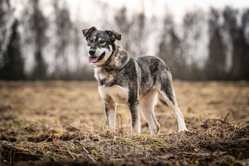 Собаки в Клине: Кайя — собака, полная радости Девочка, Бесплатно - фото 1