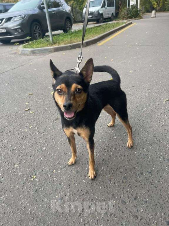 Собаки в Старом Купавне: Маленькие собачки ищут дом Мальчик, Бесплатно - фото 4