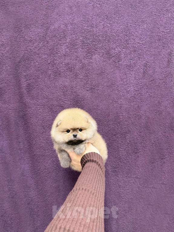 Собаки в Москве: Мальчик оранж окраса Мальчик, 30 000 руб. - фото 1