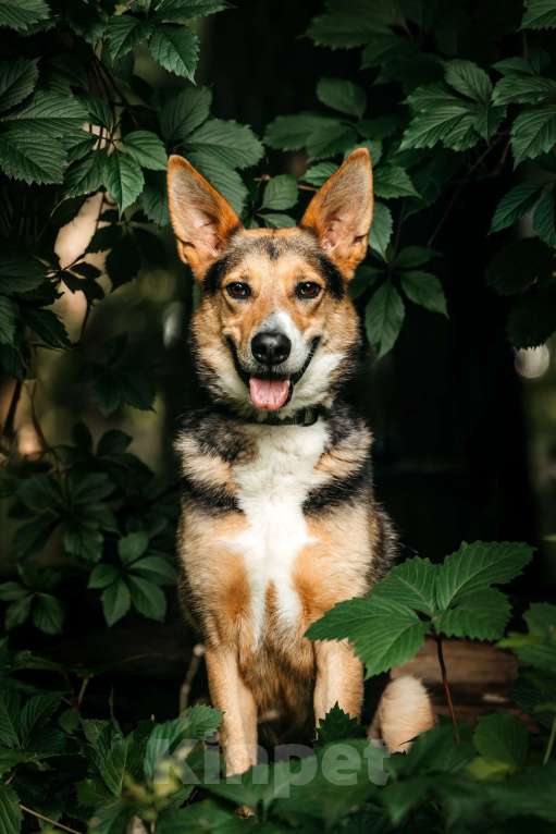 Собаки в Москве: Красавец Ник ищет дом Мальчик, Бесплатно - фото 6