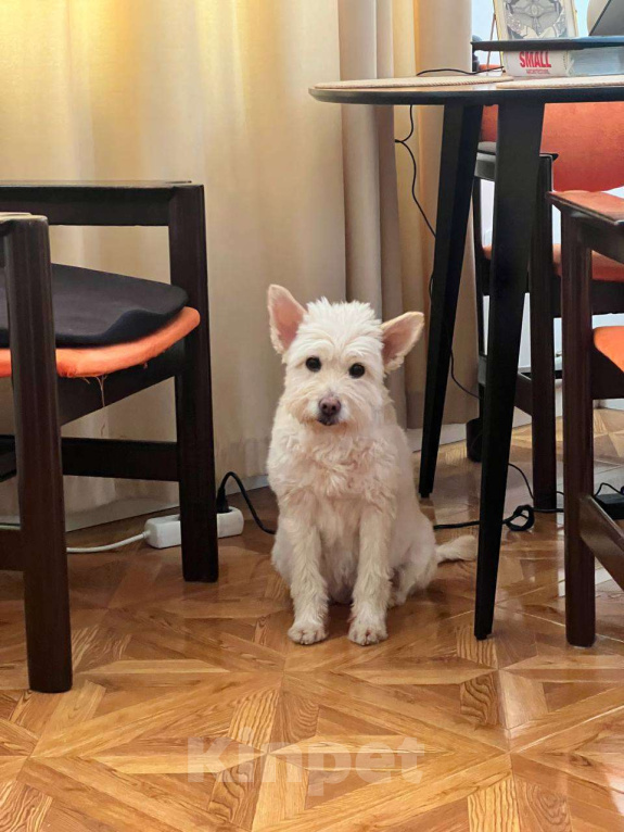 Собаки в Москве: Отдам собаку в добрые руки Девочка, Бесплатно - фото 3