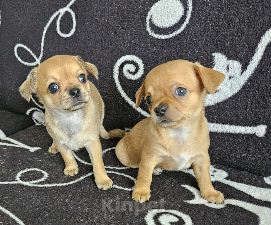 Собаки в Кирове: Девочка мини чихуахуа 2 Девочка, 20 000 руб. - фото 2