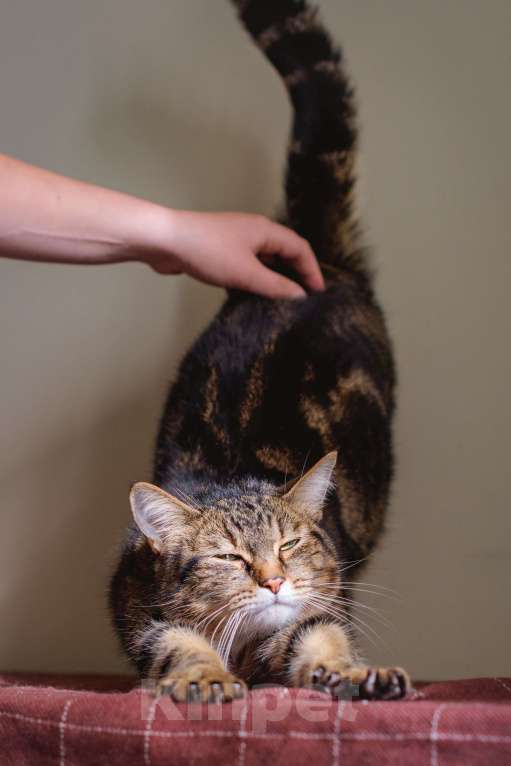Кошки в Москве: Шикарный мраморный кот в добрые руки Мальчик, Бесплатно - фото 7